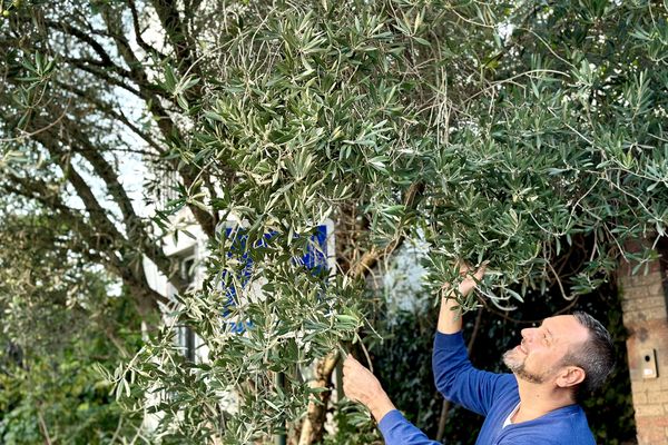 Vincent Chevrier va bientôt récolter les fruits de son olivier planté dans son jardin de Malakoff.