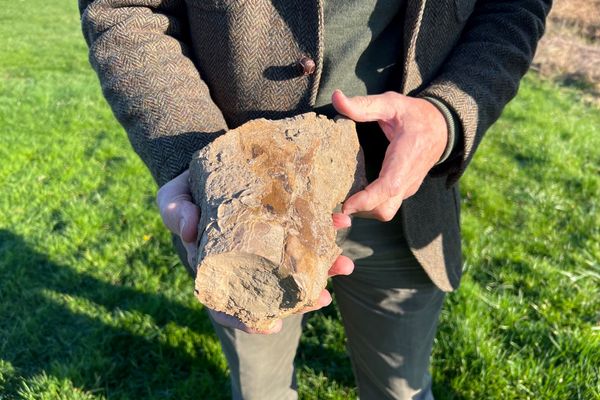 Un exemple de fossile que l'on trouve du côté des falaises des Vaches Noires.