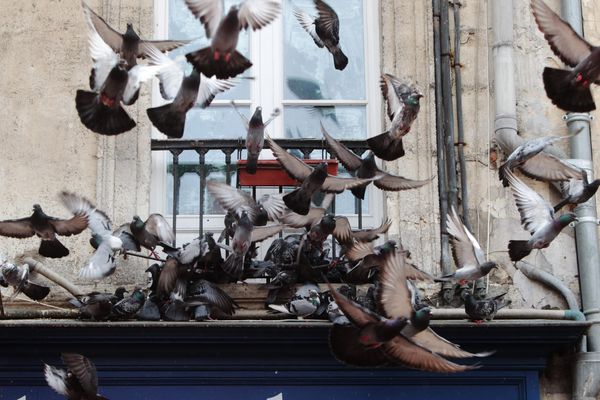 Des pigeons sur nos toits, nos balcons, dans nos jardins. Des oiseaux envahissants qui peuvent provoquer des dégâts et souillent les lieux avec leurs excréments. Vous en avez assez et vous voulez les faire fuir ? Voici quelques astuces.