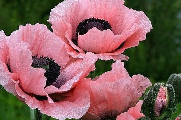 Fleurs sous la pluie