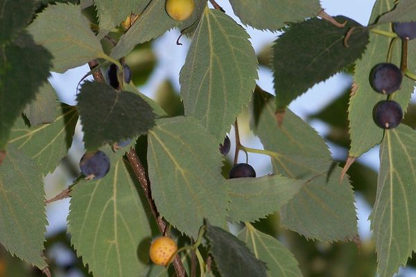 Le micocoulier est aussi appelé l'arbre à feuilles d'ortie.