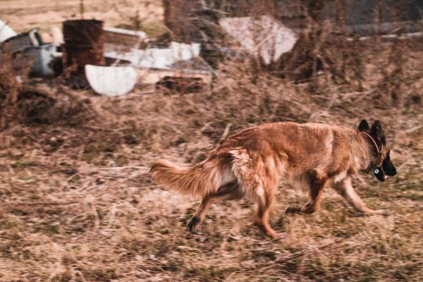 Mercredi 25 septembre 2024, une femme a été grièvement blessée après avoir été mordue par son chien près de Rouen. L'animal a été abattu par les forces de l'ordre.