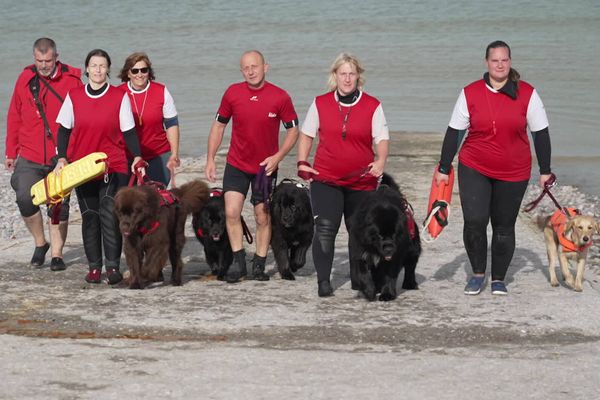 Depuis sa création en 2019, l'Association des chiens sauveteurs de la baie de Somme et ses bénévoles s'entraîne au sauvetage en milieu aquatique.