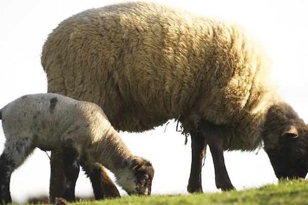 L'herbe (re)verdit. Parfait pour la lacttion et les nouveaux venus