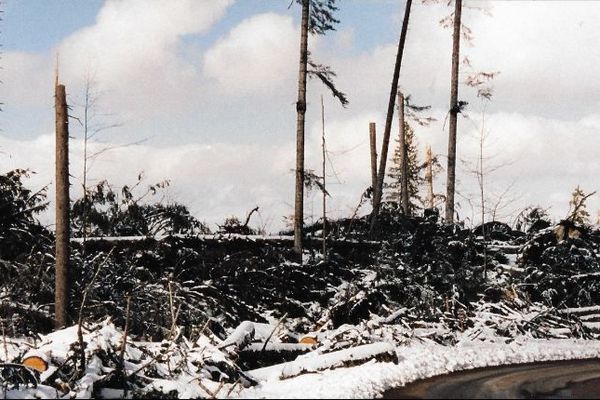 Aux Longevilles- Mont d'Or, les arbres n'ont pas résisté à la tempête.