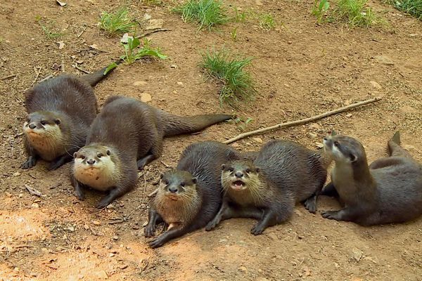 Une fratrie de loutres cendrées en pleine forme, dans la réserve zoologique de Calviac, en Dordogne