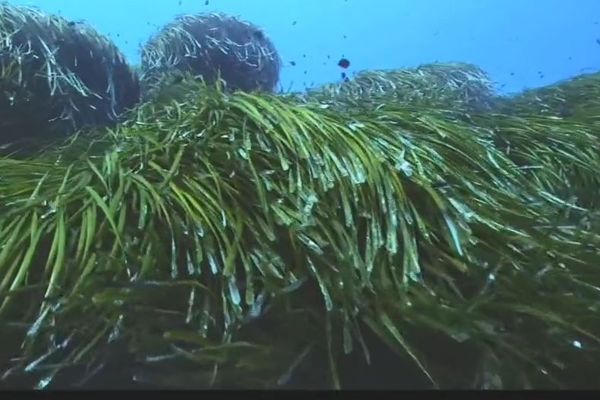 Les herbiers de posidonie qui tapissent les fonds marins de Méditerranée