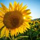 Jusqu'à 34°C attendus dans l'Indre.