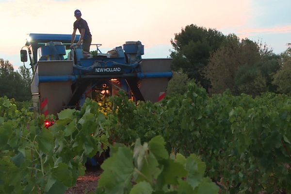 Les vendanges ont démarré cette nuit à Puget-Ville