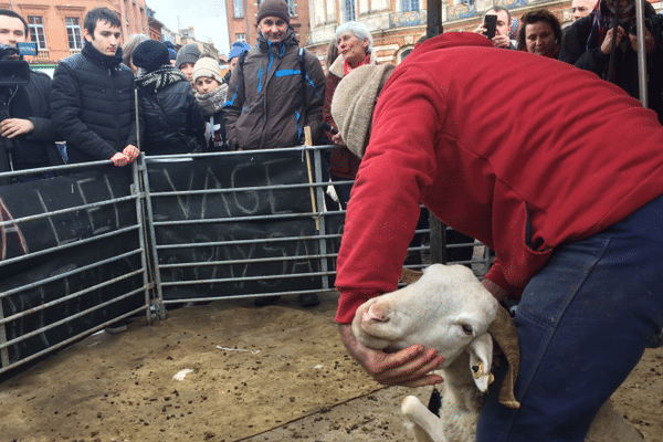 Des brebis tondues sur la place du Capitole