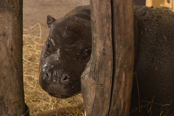 Une des deux hippopotames pygmées du Parc Animalier d'Auvergne.