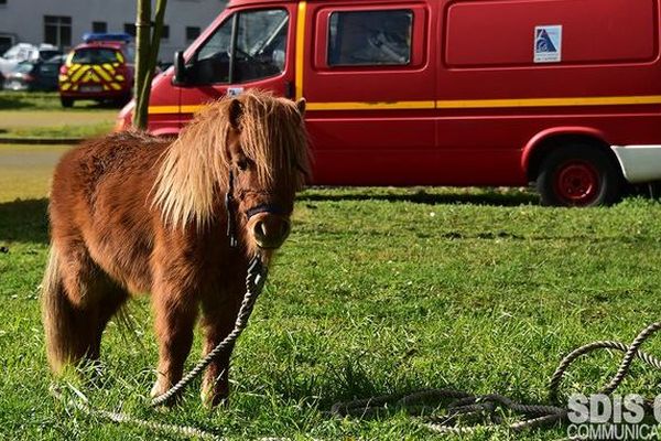 Recueilli par les pompiers le 16 février, le poney a un temps trouvé refuge au parc Foch avant de rejoindre les locaux de la police municipale.