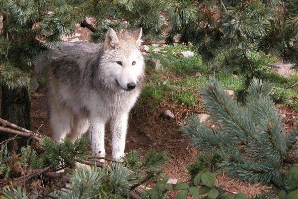 Une louve dans le parc du Gévaudan (photo prise en 2004)