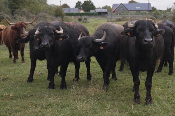 Depuis un et demi, 7 bufflonnes ont investi le marais du Crotoy.