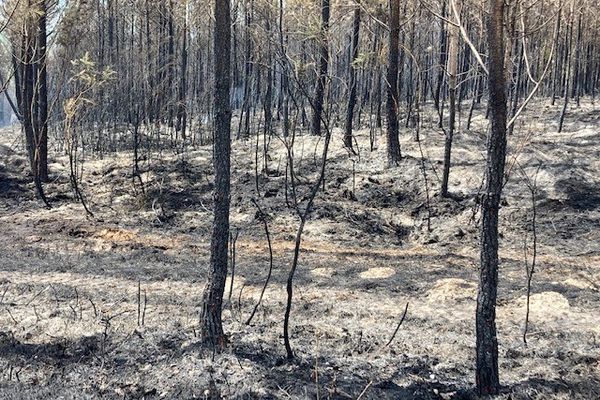 La forêt à Boisbreteau ravagée par un incendie