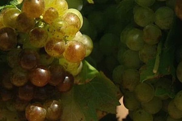 Les vendanges précoces au Fitou dans l'Aude. Juillet 2015