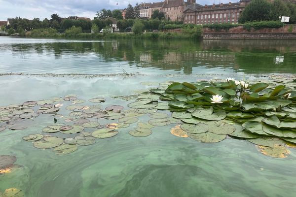 Dans le port de plaisance de Saverne, la présence de ces bactéries a coloré l'eau du canal de la Marne au Rhin en vert.