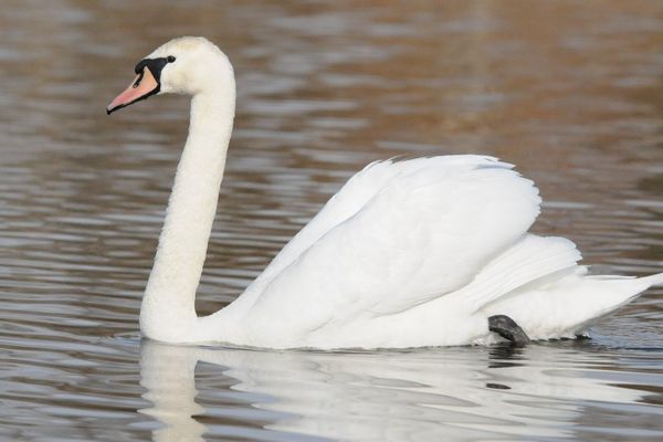 les Cygnes en camargue