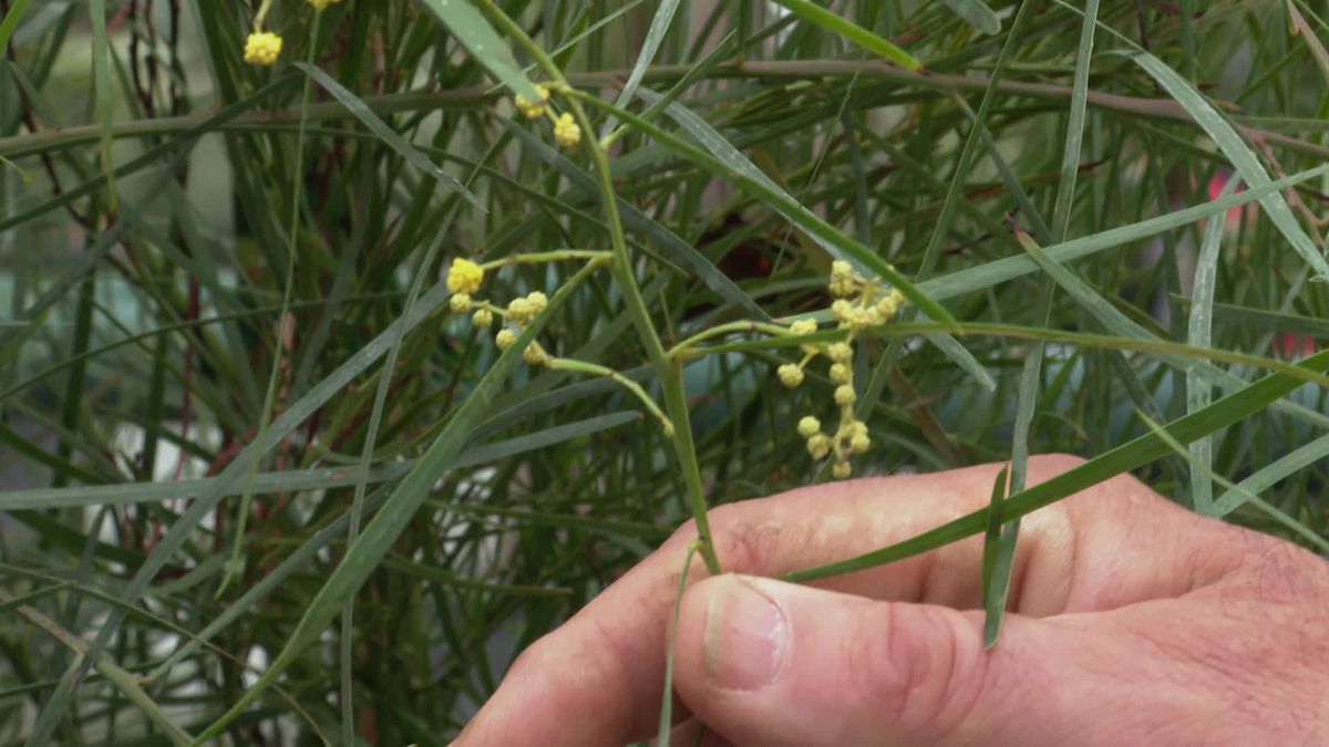 L'hivernage des plantes en bacs - infomaison