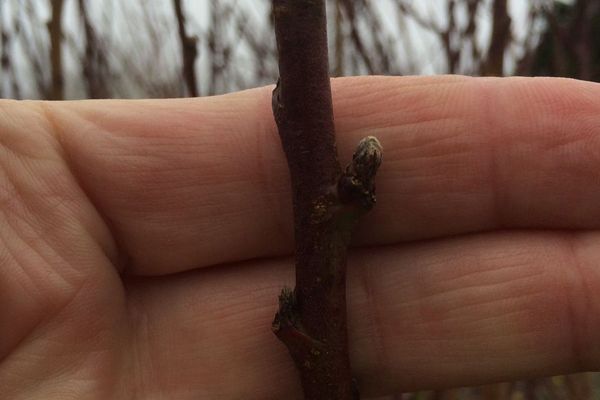 Des bourgeons bien trop précoces, sortis depuis la mi-janvier !