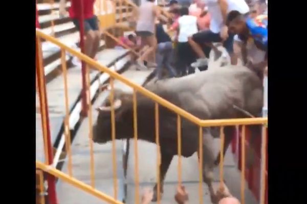 Le taureau a fait un bond impressionnant jusque dans l'arène catalane, blessant plusieurs personnes