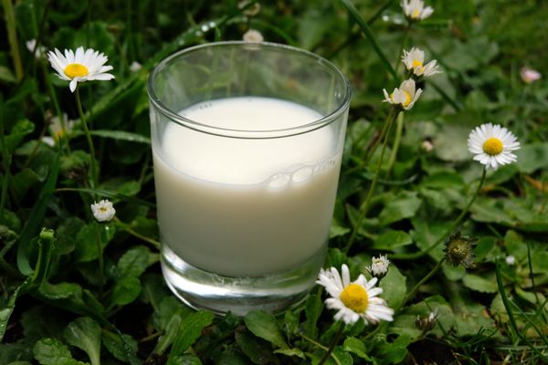 La vente du lait bio est en chute libre.