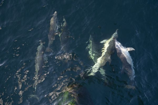 Au large de La Rochelle, des dauphins photographiés à bord du Sam Simon, l'un des navires de l'ONG Sea Shepherd, lors d'une opération destinée à alerter sur le sort des dauphins dans le Golfe de Gascogne, le 23 mars 2021.