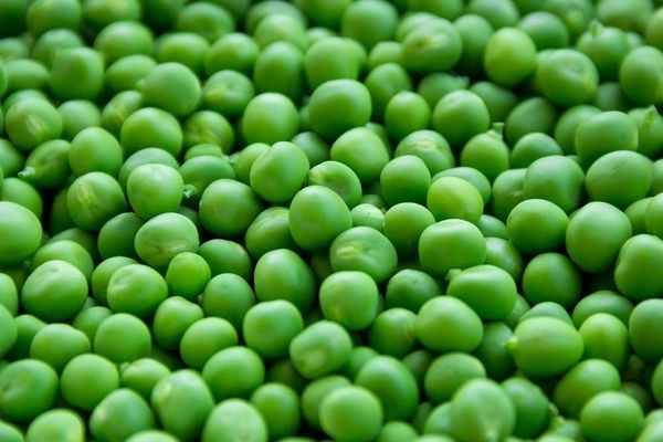 Le séquençage du génome du petit pois a révélé les possibilités des plantes légumineuses à graines