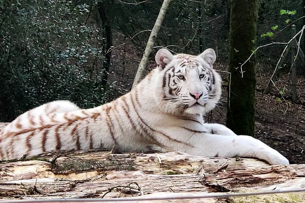 Première sortie des tigres blancs du Zoo de Jurques