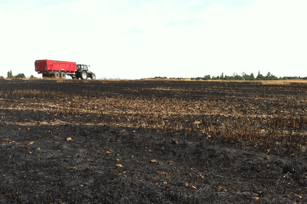 Courtenay (Loiret) : un agriculteur a perdu 10% de sa récolte d'orge d'hiver dans un incendie. 