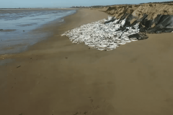 2550 sacs géants éventrés sur la plage de la Belle Henriette à la Faute-sur-Mer