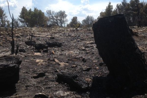 Aude - le Massif de la Clape, près de Narbonne, après un incendie - 8 juin 2015.