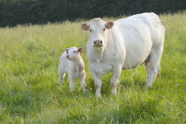 La vache charolaise a été retrouvée morte jeudi 7 novembre en début de matinée.