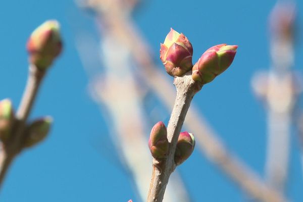 L'hiver est particulièrement doux en Auvergne.