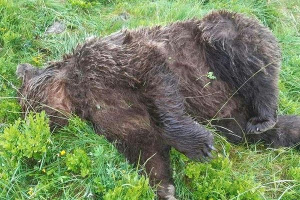 le cadavre d'un ours découvert dans en Ariège