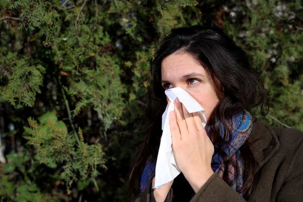 Fin mars marque le début des émissions de pollen pour le bouleau, le cyprès et le frêne, pour le plus grand bonheur des personnes allergiques.