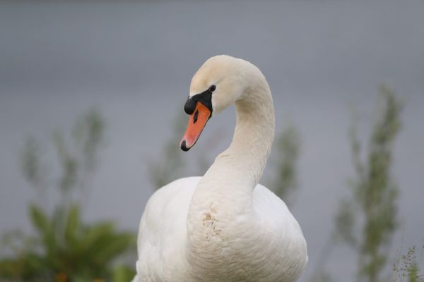 Un cas de grippe aviaire détecté sur un cygne mort en Loire-Atlantique