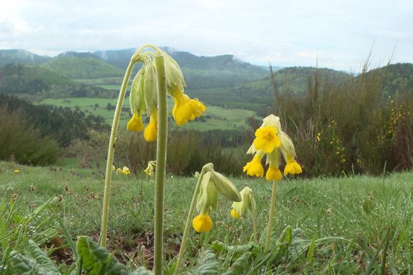 Le Parc des Volcans d'Auvergne organise des sorties au puy de Combegrasse (Puy-de-Dôme) à la découverte de la flore.