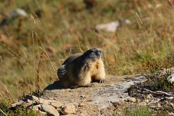 La marmotte est une espèce protégée, mais dont la chasse est autorisée pendant une courte période de l'année et sous conditions.