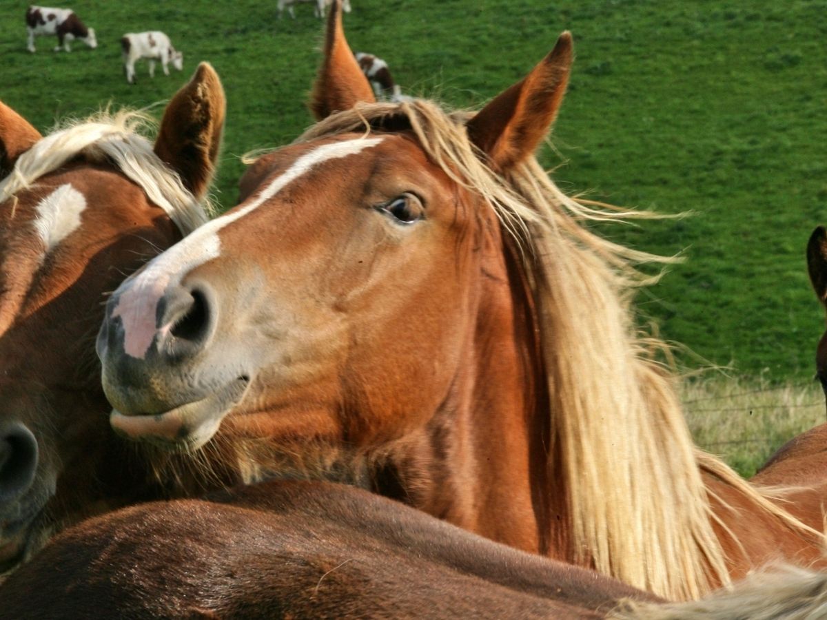 Viande De Cheval La Race Du Trait Comtois Lui Doit Sa Survie