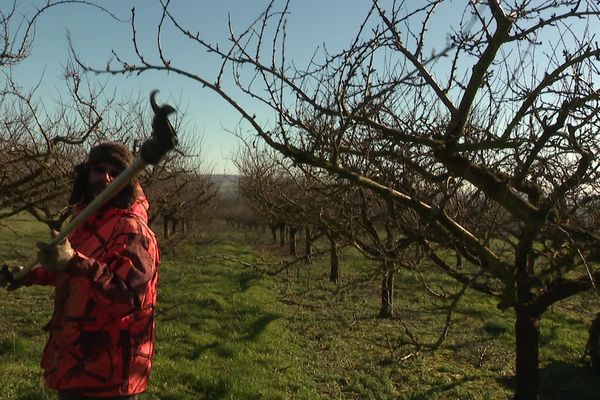 Les mirabelliers se taillent entre novembre et mars.