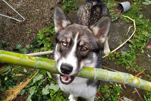 Tania, une chienne de 9 mois a disparue depuis le 15 septembre dernier dans le quartier Le Brazier.