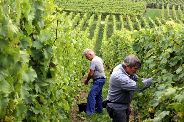 Alors que les vendanges vont bientôt se terminer en Alsace, trois organisations viticoles ont été sanctionnées par l'autorité de la concurrence le 17 septembre 2020.