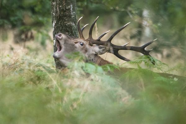 En ce mois de septembre, le brame, cri rauque qu'émet les cerfs mâles adultes lors de leur période de rut, retentit dans la fôret de Mormal (Nord).