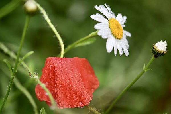 Coquelicot et marguerite