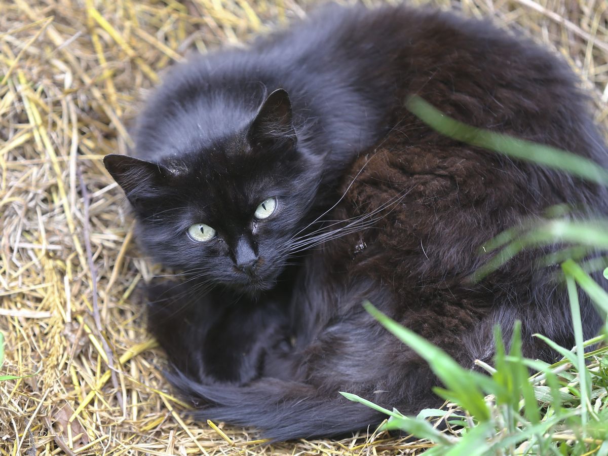 Carpentras Trois Chats Retrouves Morts Empoisonnes