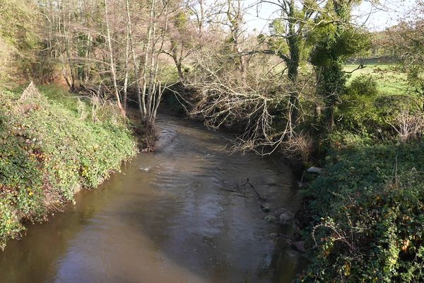 Remettre le ruisseau de la Goutte dans son lit d'origine va également permettre de régénérer la biodiversité de certaines prairies de Saint-Jean-Ligoure (Haute-Vienne).