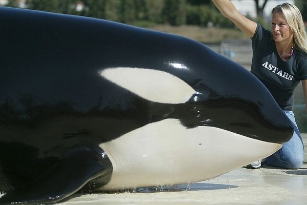 L'orque valentin, en 2003, au Marineland d'Antibes. 