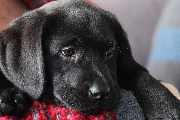 Neuf chiots et leurs parents abandonnés dans une camionnette en plein soleil à Nantes