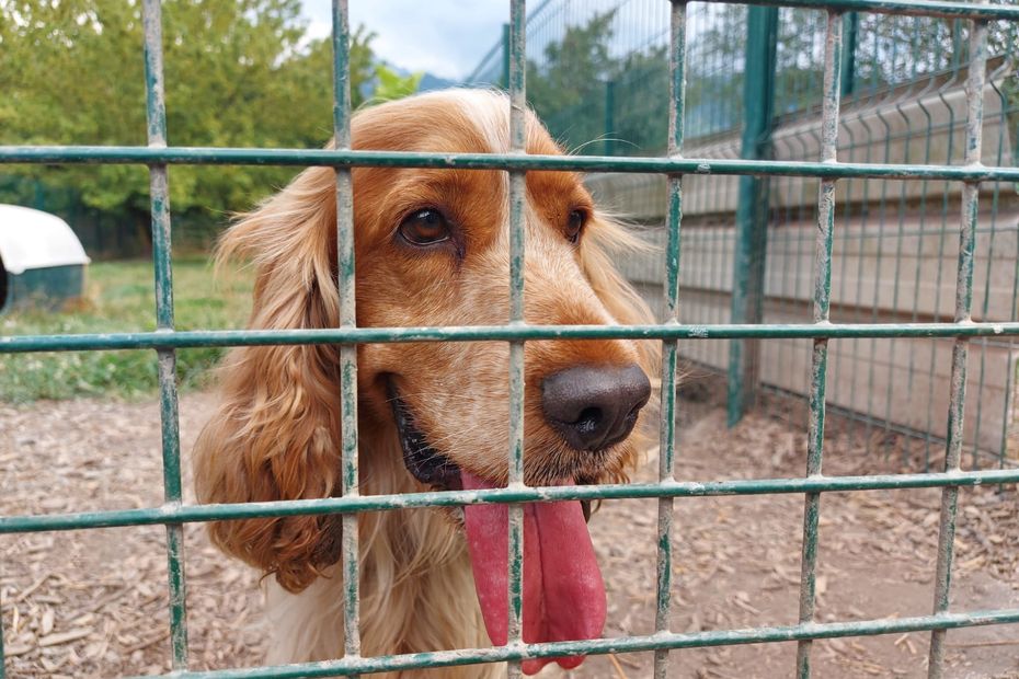 “We recover between 4 and 5 dogs per week”, the Versoud refuge already saturated while the summer is not over